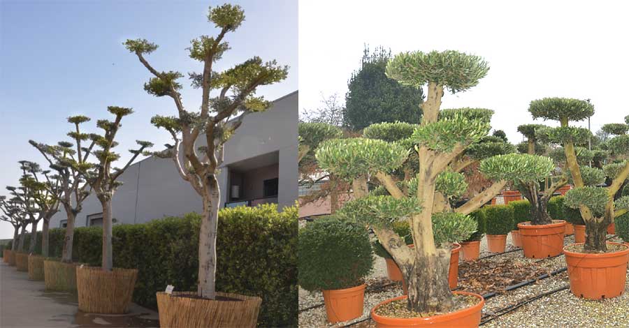 olive-img-10