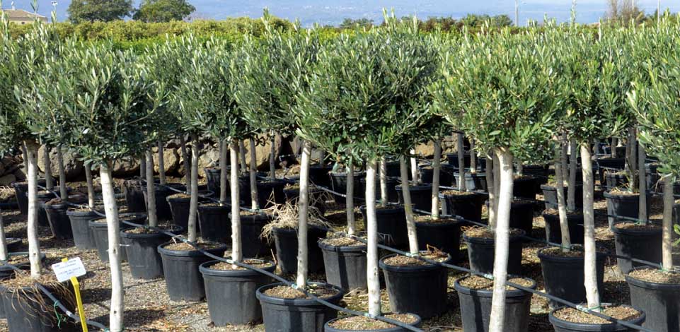 olive-img-3