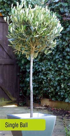 olive-img-5