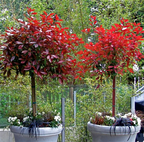 photinia-img-1