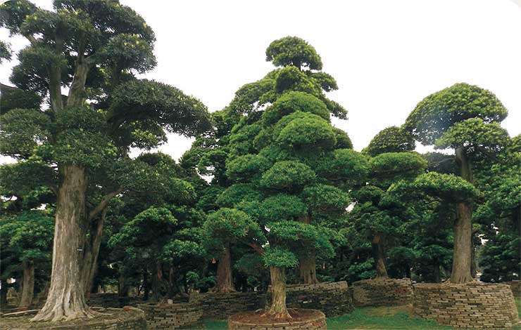 podocarpus-img-9