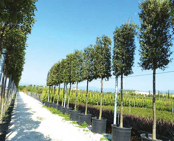 quercus-img-1