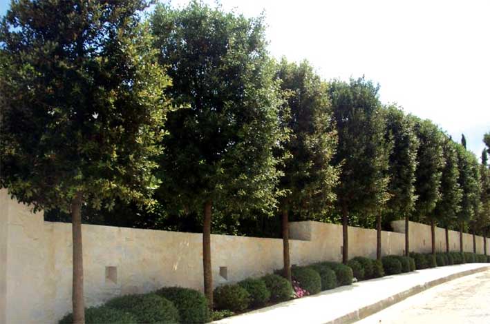 quercus-img-3