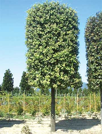 quercus-img-4