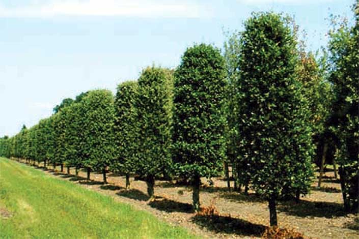 quercus-img-5
