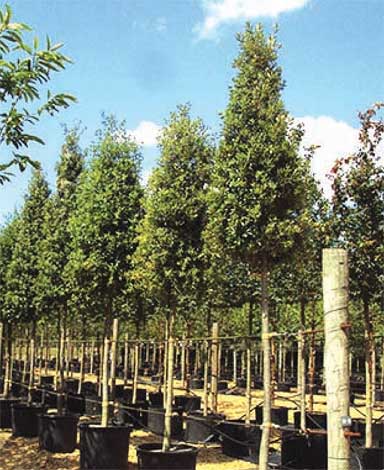 quercus-img-6