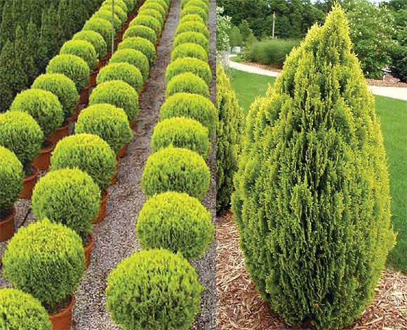 thuja-img-3