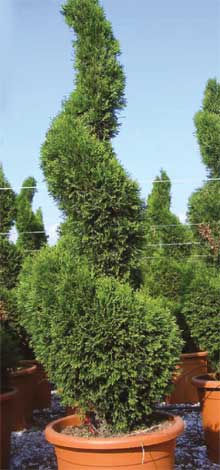 thuja-img-4