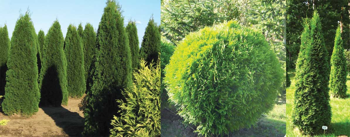 thuja-img-5