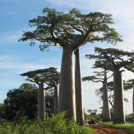 adansonia_g-img-1