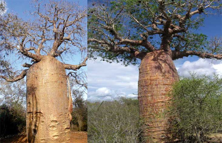 adansonia_r-img-1
