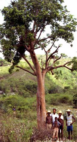 bursera_s-img-1