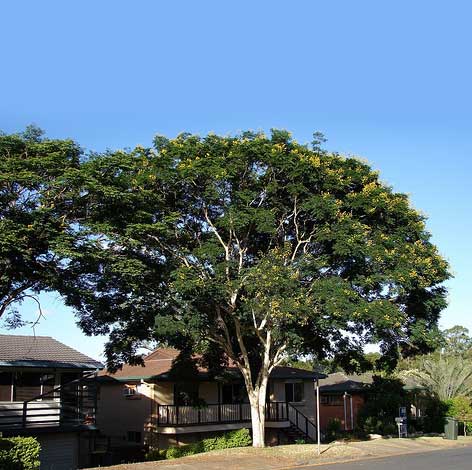 caesalpinia_f-img-1