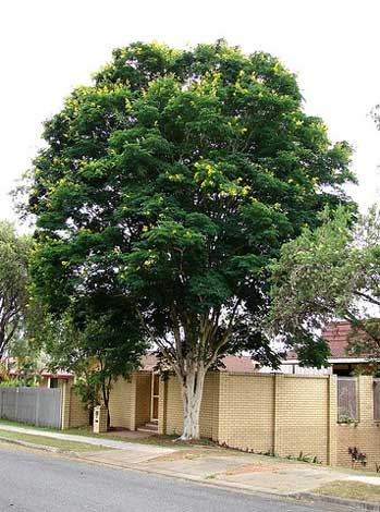 caesalpinia_f-img-3