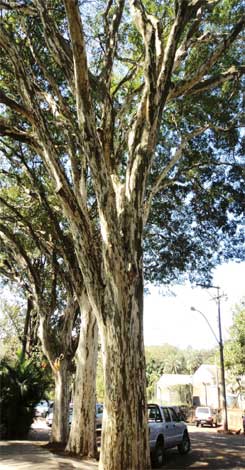 caesalpinia_f-img-4