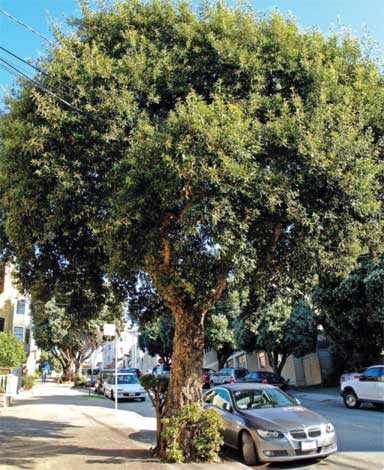 quercus_s-img-2